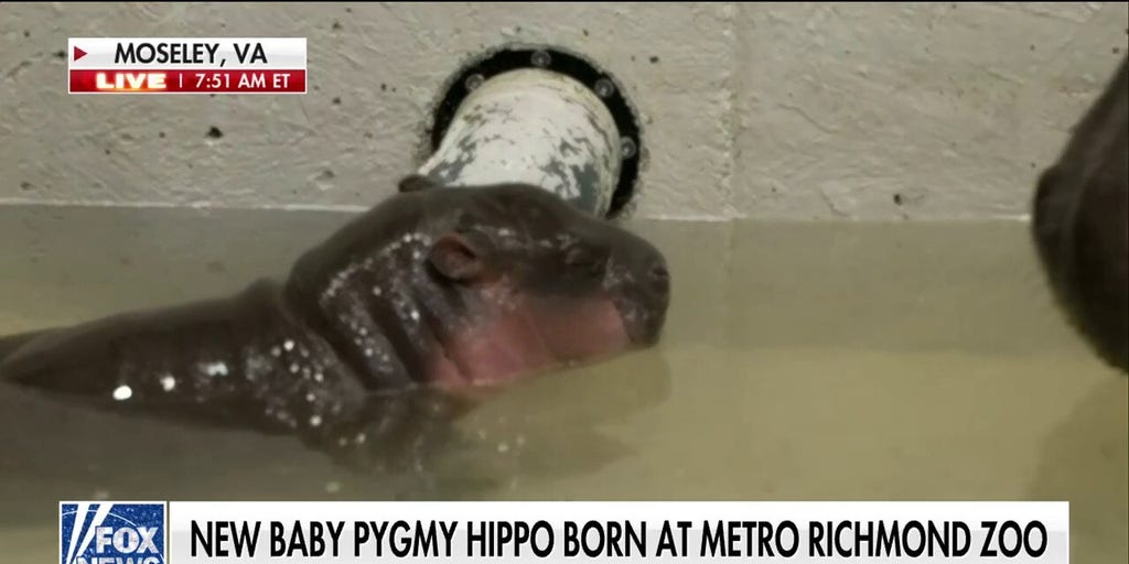 Tiny Pygmy Hippo Welcomes the New Year in Adorable Style at Virginia Zoo!