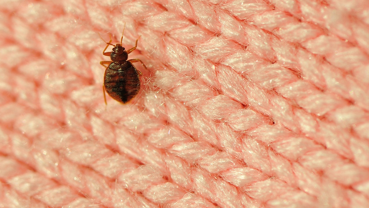 Beware the Bedbug: Essential Travel Tips Every Flyer Should Know!