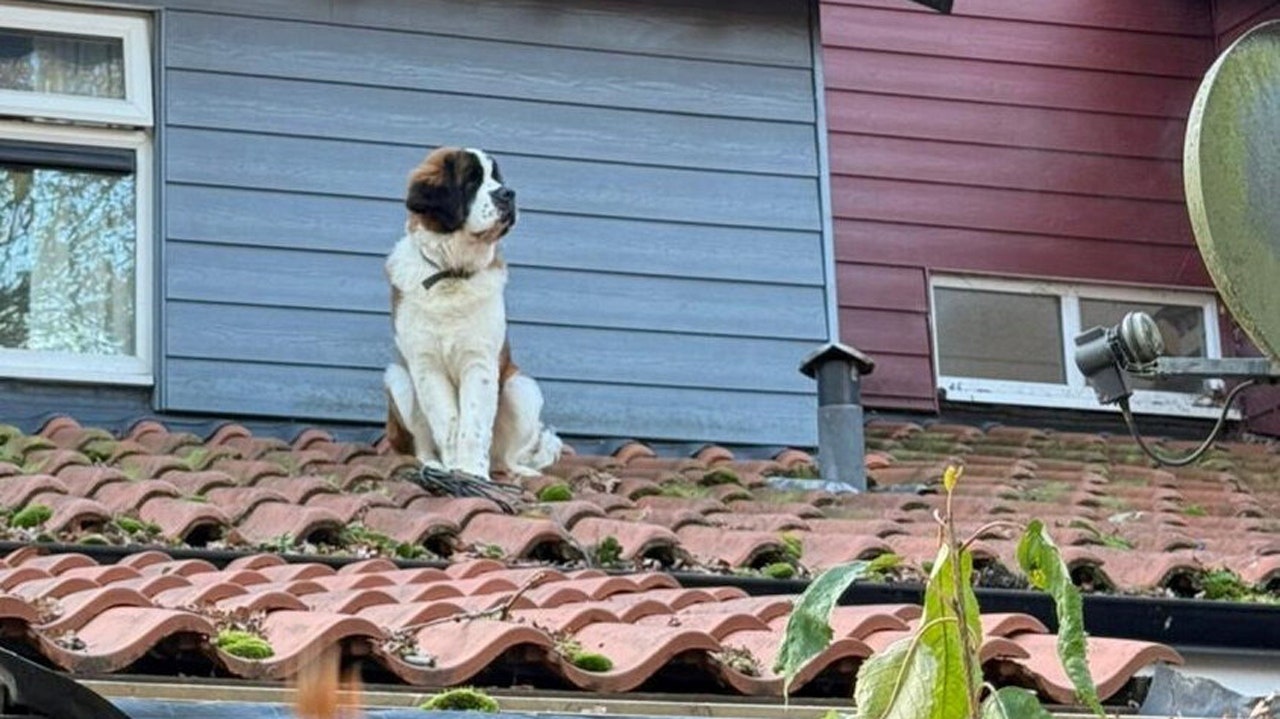 Heroic Rescuers Race to Save Dog Trapped on Wobbly Roof!