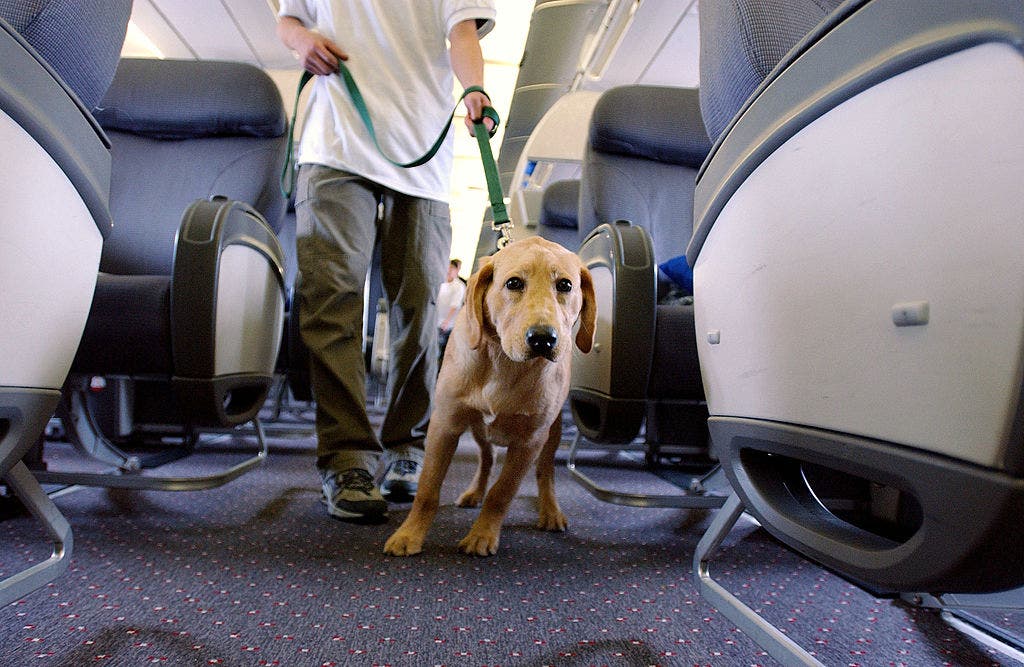 Airline Passenger’s Nightmare: Cramped Next to Giant Dog on Flight!