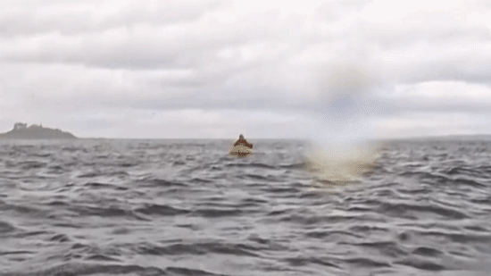 Kayaker Mysteriously Swallowed by Humpback Whale in Chile – Incredible Footage Inside!