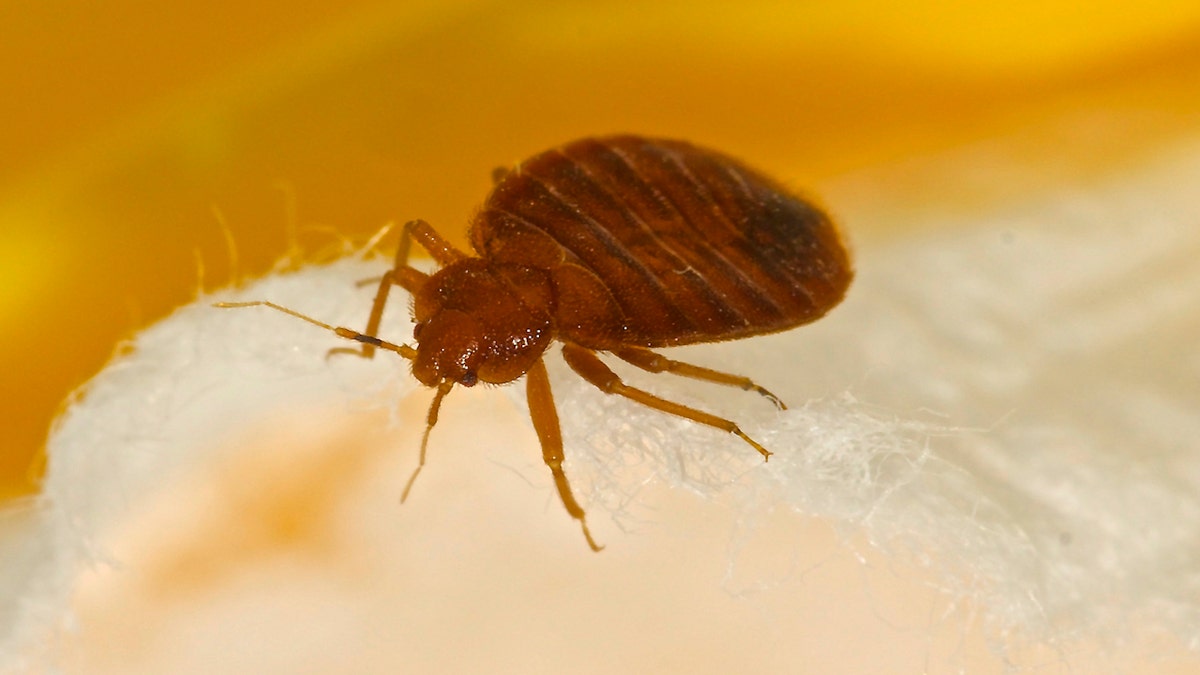 Bedbug