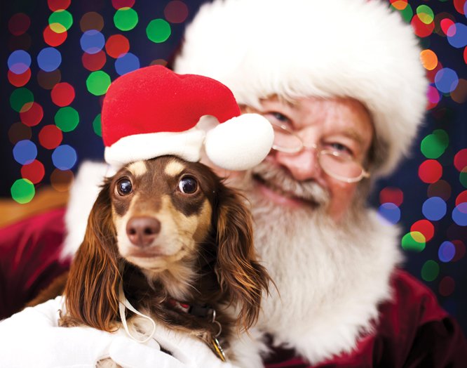 Lee County Domestic Animal Services to host Pet Fest and photos with Santa | The definitive guide to travel and tourism for Southwest Florida including golf, fishing, dining, attractions, shopping, Fort Myers, Bonita Springs, Sanibel Island, Boca Grande, Punta Gorda, Pine Island, Cape Coral, Fort Myers Beach, Port Charlotte, Capti