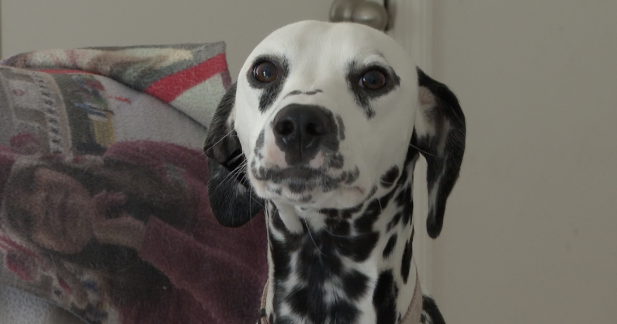 The Fernandez family is looking for their 6 missing Dalmatian puppies