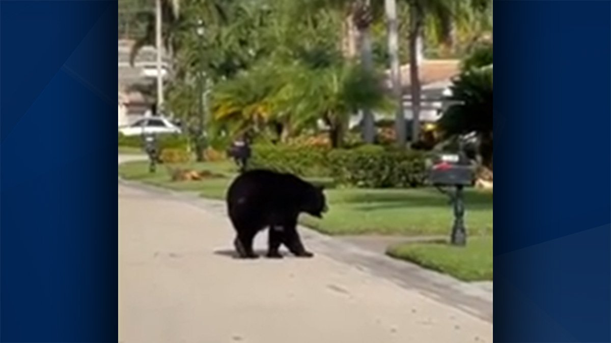 Video: Bear wanders Naples neighborhood