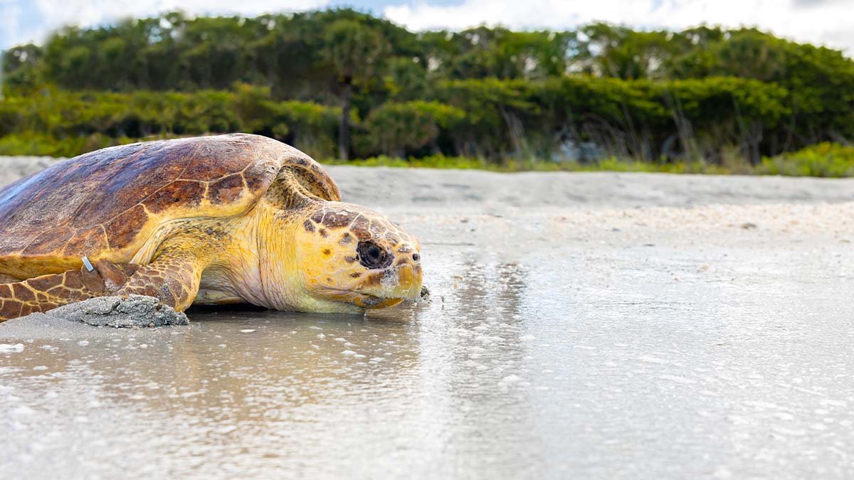 Two loggerhead sea turtles released after months of recovery