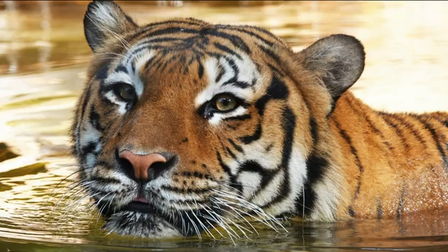 Naples Zoo releases cause of death of Eko the tiger