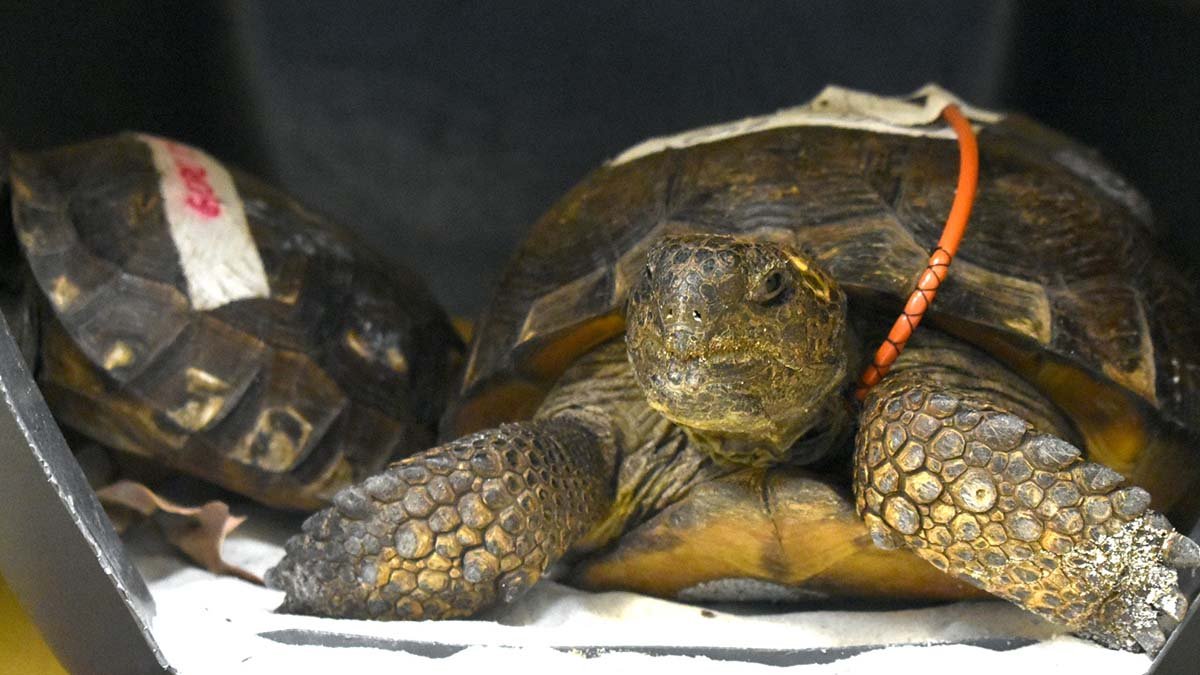 CROW releases gopher tortoise after month-long shell fracture recovery