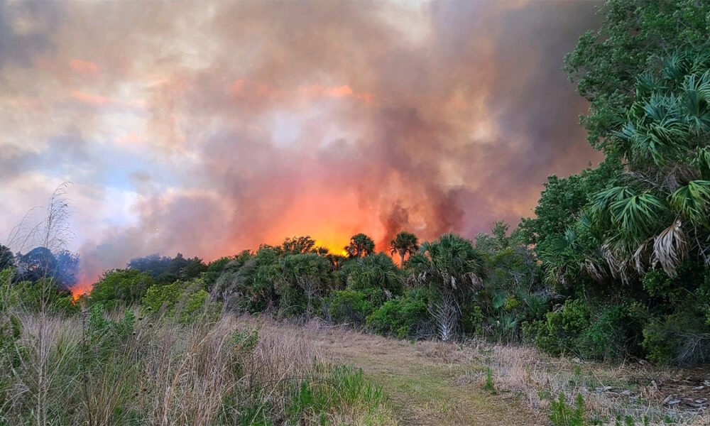 Wildfire ignites 150 acres in the Gulf Cove community