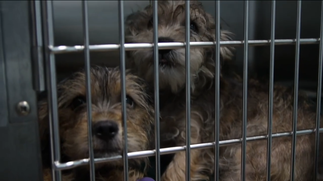 Southwest Florida animal shelters near full capacity with surrendered pets
