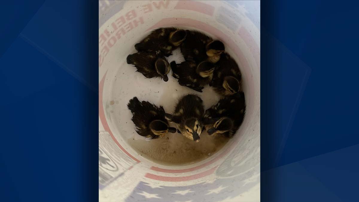 Fort Myers Beach Fire District rescues ducklings from storm drain