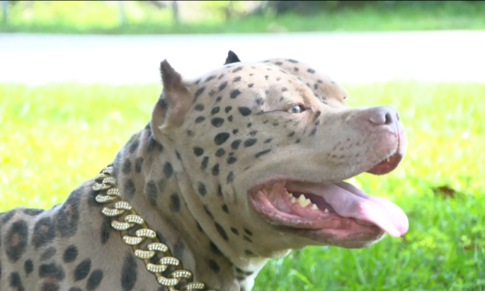 Leopard skinned, gold chain wearing pitbull takes over TikTok
