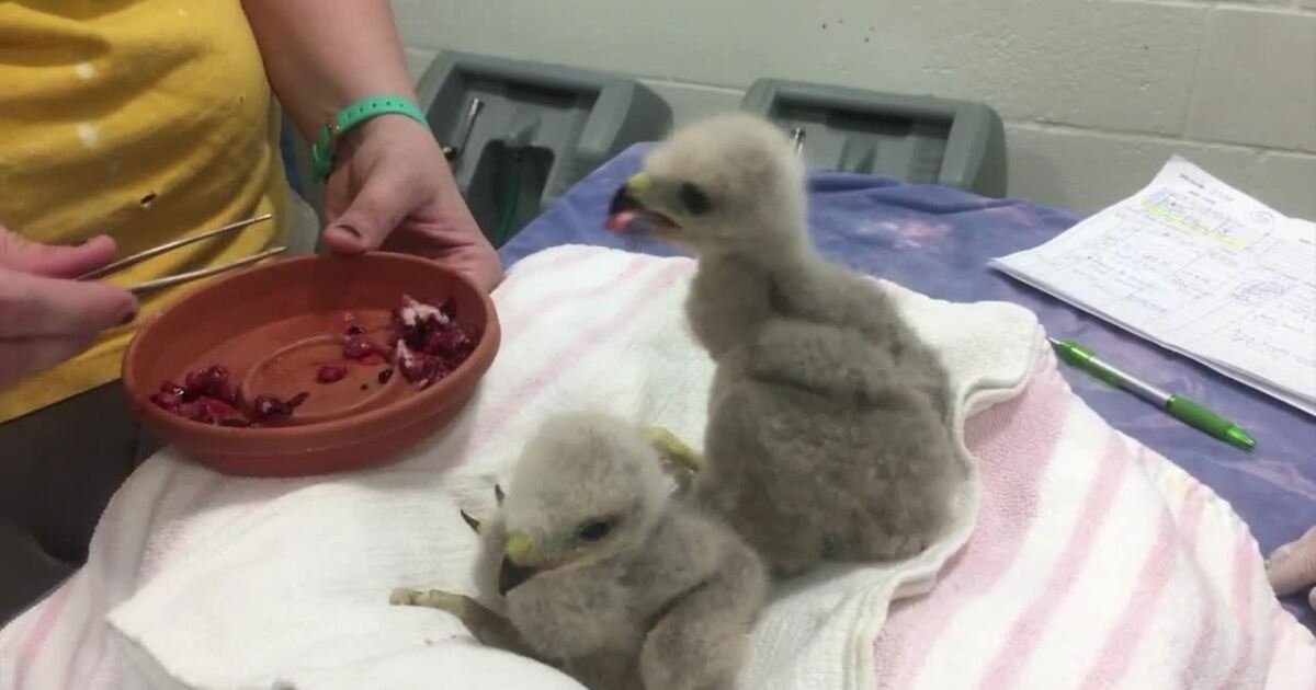 Conservancy of Southwest Florida helping young wildlife this breeding season