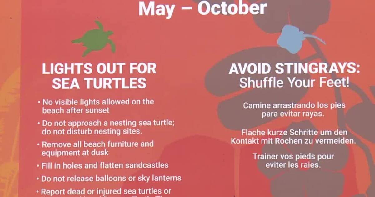 Wildlife conservationists reminding beachgoers to be mindful of sea turtles
