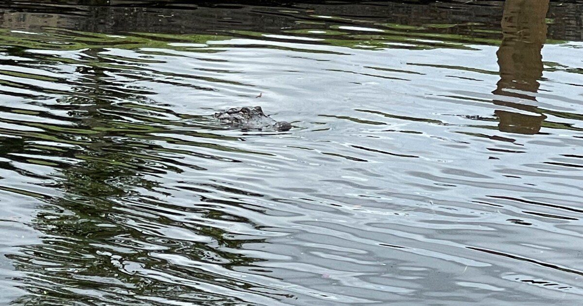 Population growth forcing gators out of swamps and into canals
