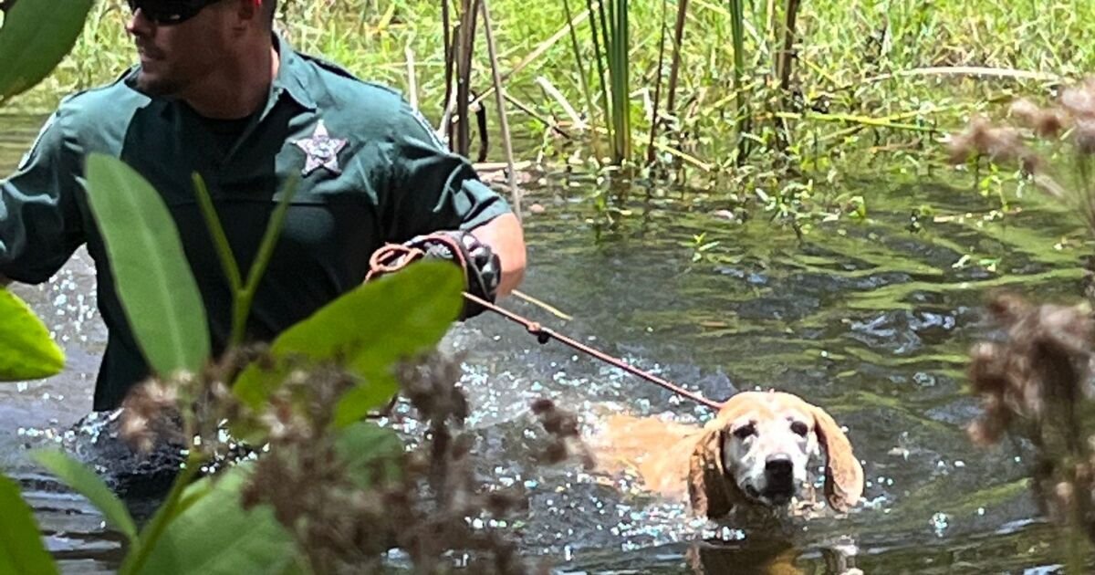 Deputy rescues dog stuck in mangrove swamp