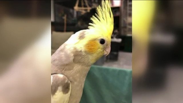 Rotonda West family searches for missing bird that helped them cope with loss