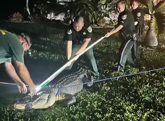 Massive gator found underneath Jeep in Charlotte County