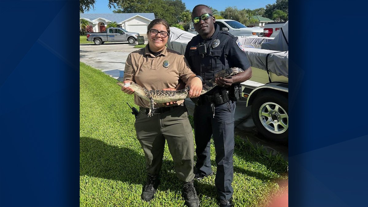 Clewiston Police and Clewiston Animal Services capture baby gator