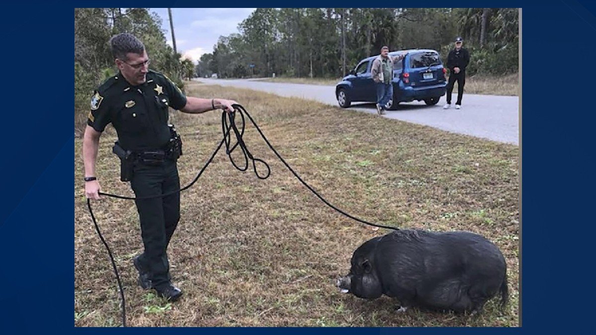 From pigs to gators, LCSO rescues SWFL' s animal residents