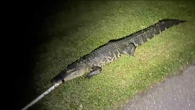 Multiple large alligators removed from Lehigh Acres lake