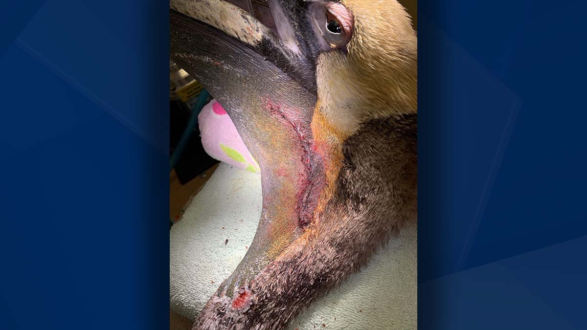 Pelican recovering at CROW from 3-inch pouch hole after getting hooked by fishing gear