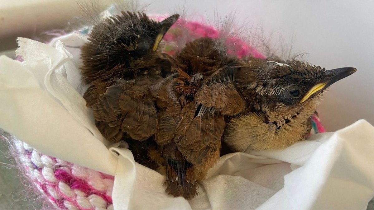 Nestlings rescued after 600-mile journey in vehicle wheel well