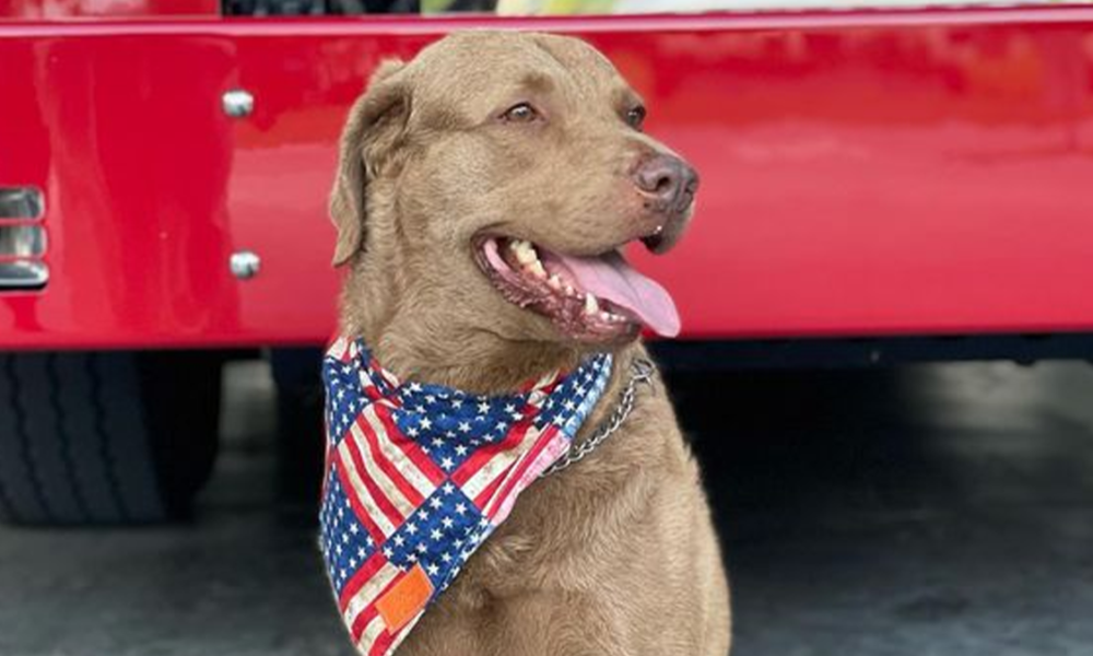 Hero dog recognized for saving family from house fire