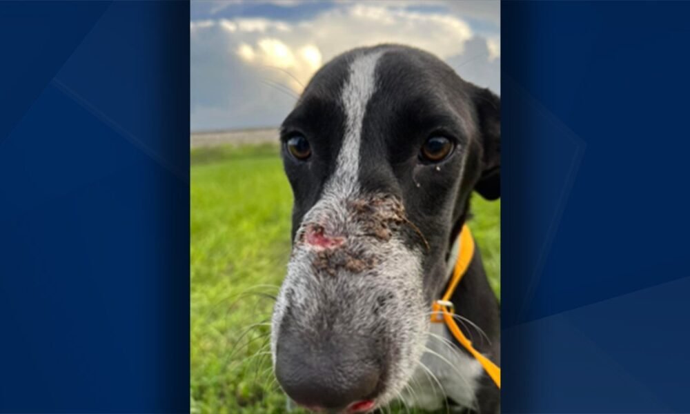 Detectives seek information after dog was thrown out of car in Clewiston