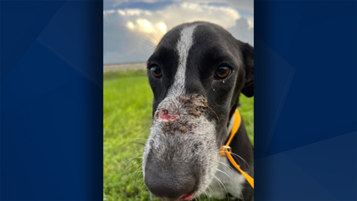 Detectives seek information after dog was thrown out of car in Clewiston