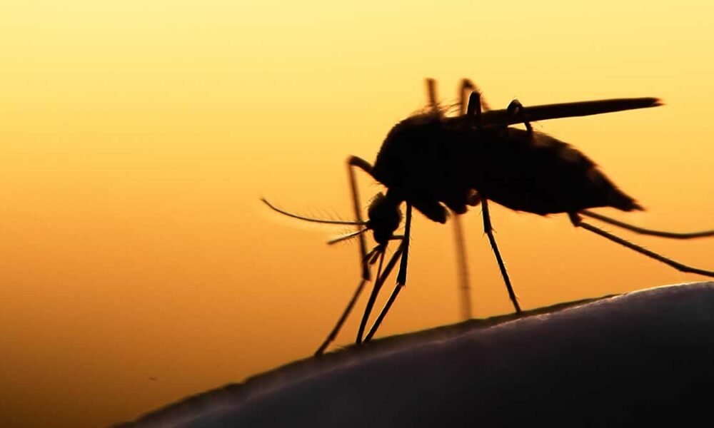 Three human cases of West Nile virus found in Collier County