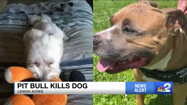 Pit bull kills dog and rips off Lehigh Acres woman's fingertip