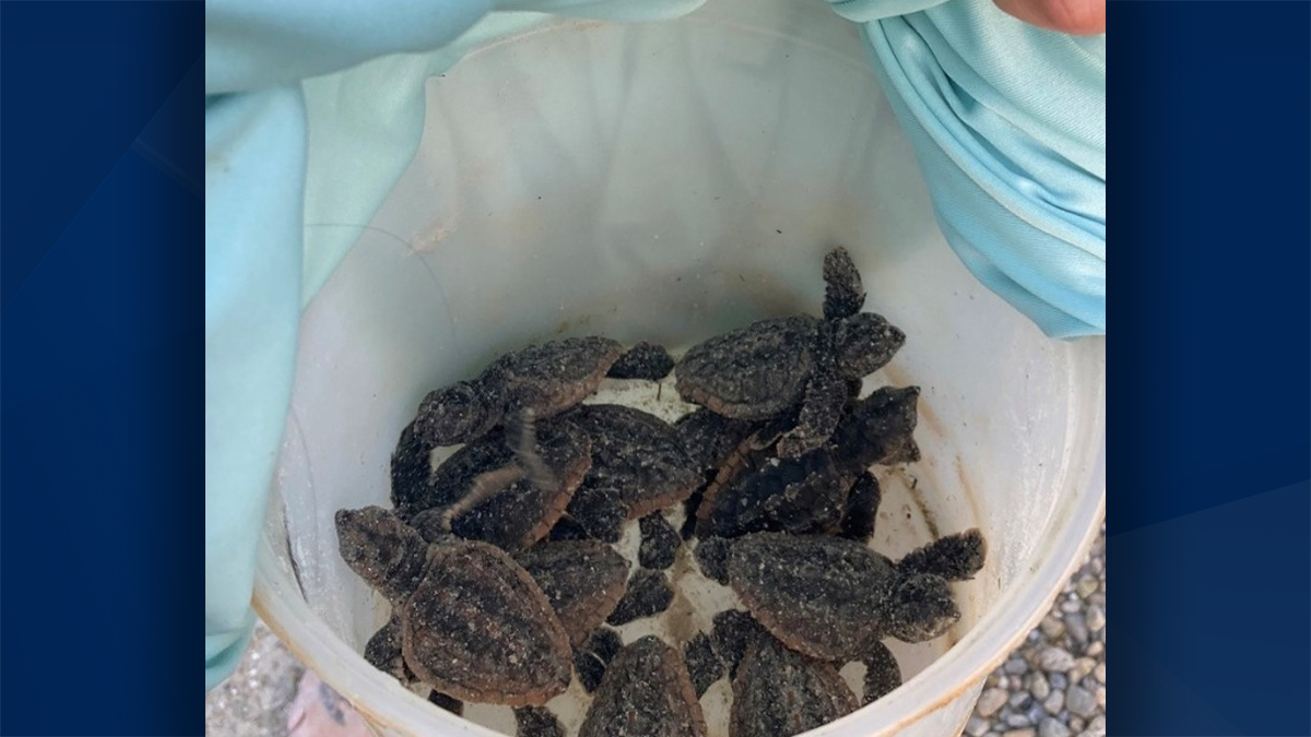 Marco Island Police Department rescues sea turtle hatchlings
