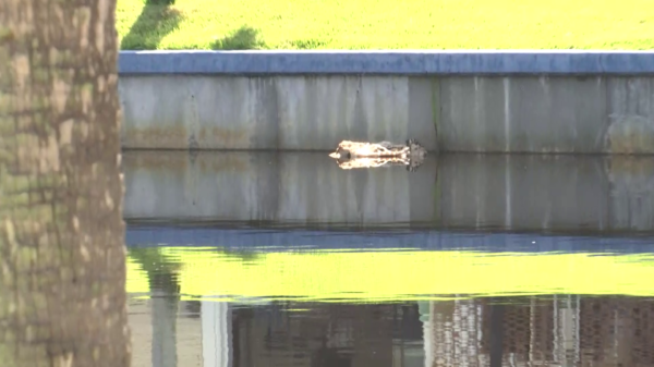 Alligator Remains Discovered in Local Canals Spark Neighborhood Concern