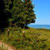 Discover Why Kohler-Andrae State Park Is the Midwest’s Hidden Gem!